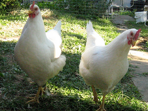 Backyard Hens A Trend Coming Home To Roost Freakonomics