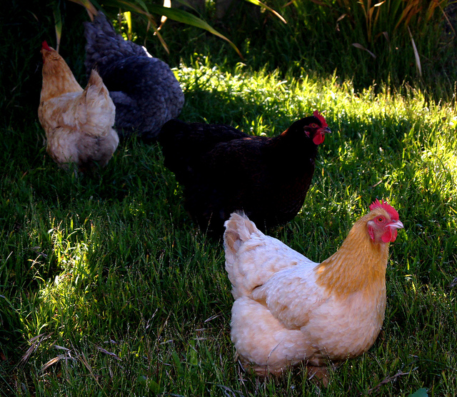 The Cost of a Happier Chicken: Who Pays? - Freakonomics Freakonomics