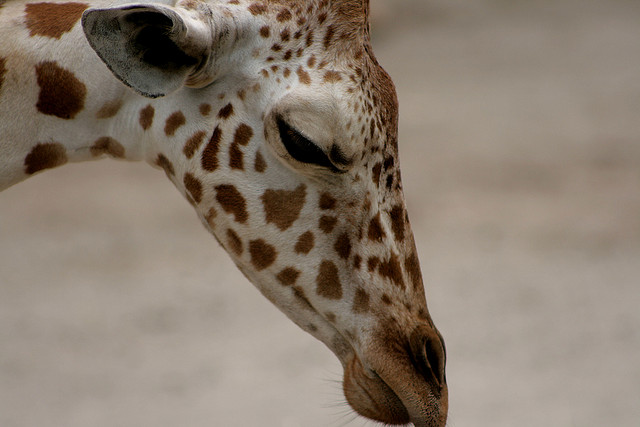 Giraff