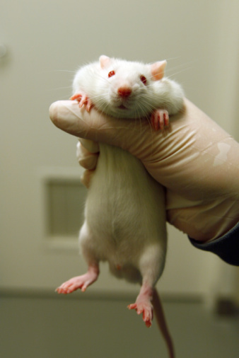 Image result for lab rat