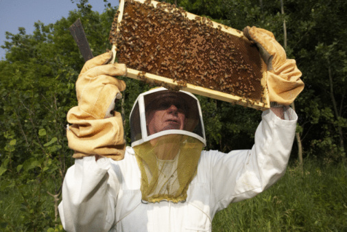 The Beekeeper Dilemma - Freakonomics Freakonomics