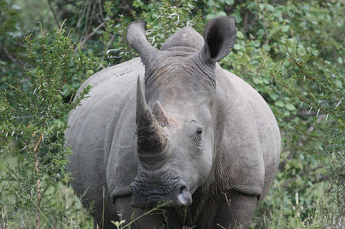 rhinoceros horn value